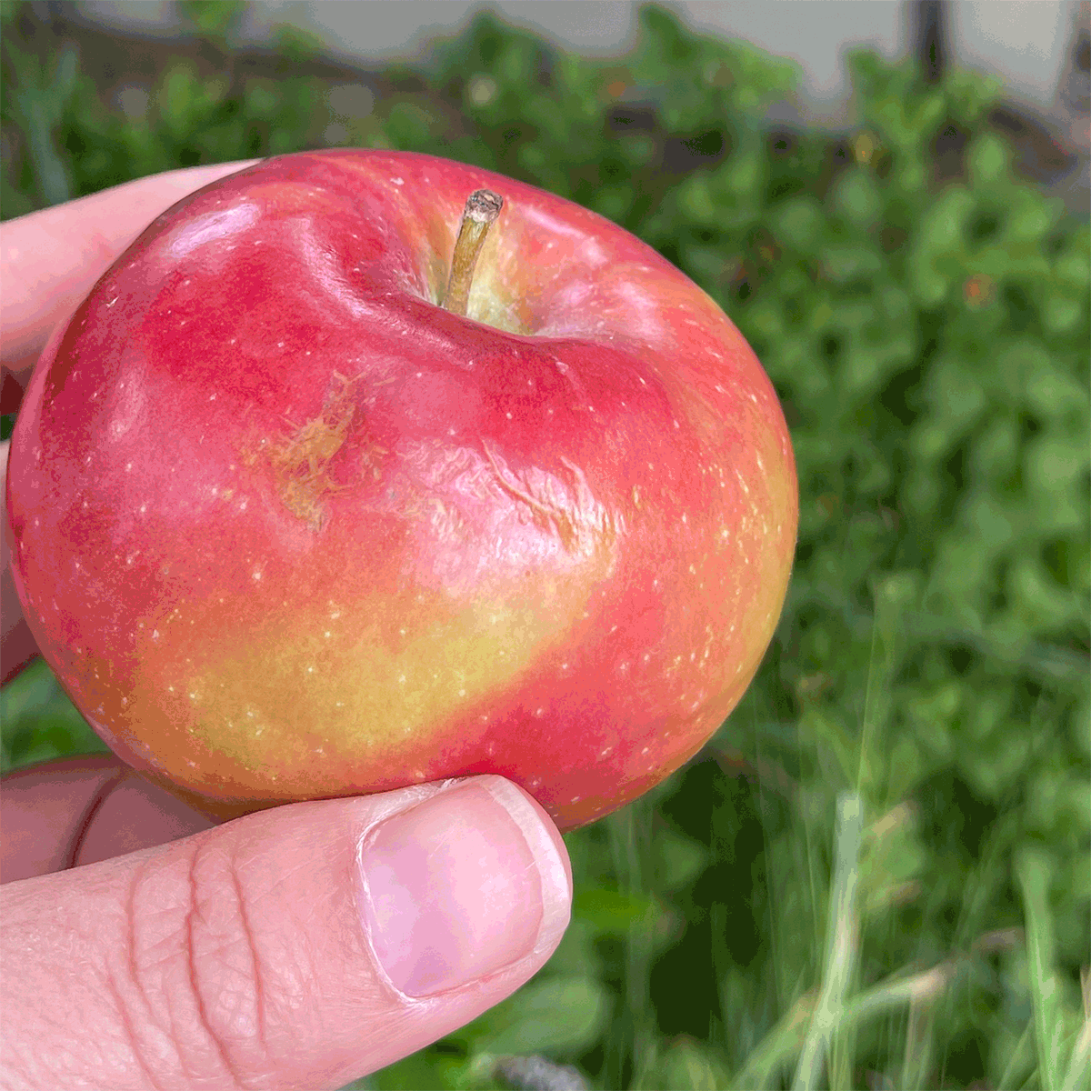 photo gif of eating an apple