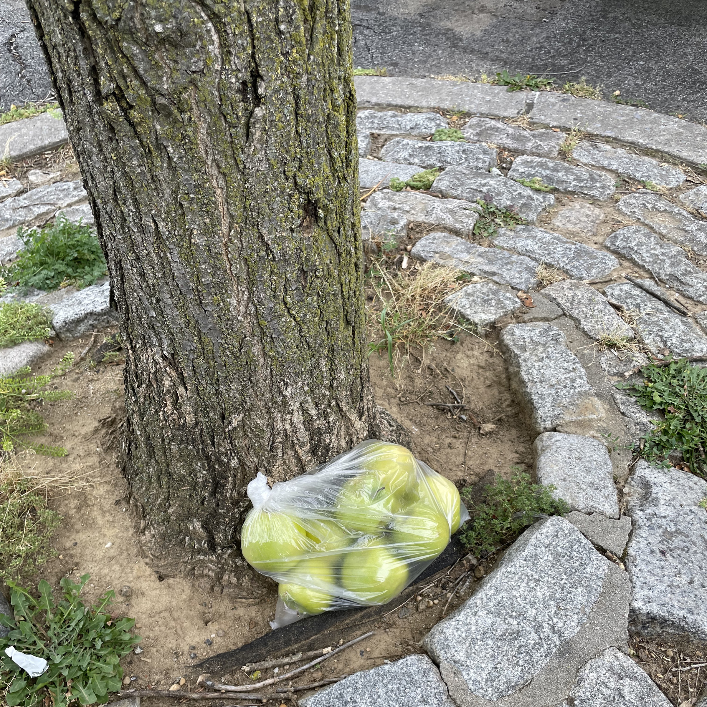 photo of bag of apples at foot of a tree